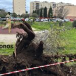 Roma, morte Francesca Ianni travolta da un albero: due indagati a rischio processo