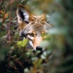 Avvistato branco di lupi a Fregene, chiusa Pineta Monumentale