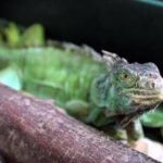 Florida, freddo record: dagli alberi cadono... iguane