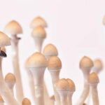 Fungo allucinogeno contro la depressione resistente, trattamento al via in Italia