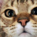 Micio che passione, il 32% degli italiani gioca più di 2 ore a settimana con il proprio gatto