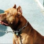 Pitbull azzanna una donna, il veterinario Coccìa: La razza non c'entra, dipende dal padrone