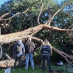 Roma, l'agronomo: Pini dei Fori Imperiali crollati per anzianità, piogge e danni a radici