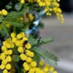 8 marzo, l'Abc della mimosa: perché si regala, dove nasce e come conservarla