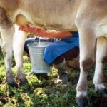 Formaggi a latte crudo, i benefici in un documento: Troppo allarmismo