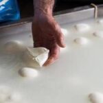 Consorzio di tutela della mozzarella di bufala campana Dop, allarme aumento costi per crisi Iran, po...