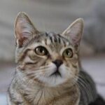 Dà fuoco a un gatto e lo cucina, orrore a La Spezia