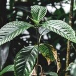 Droghe, esplode l'uso di kratom negli Usa: segnalazioni cresciute di 65 volte in un decennio