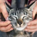 Primo vaccino Rna per i gatti, efficace contro 5 infezioni