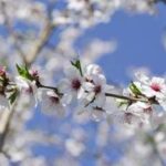 Settimana di primavera, meteo variabile e temperature un po' in calo: le previsioni