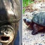Tartaruga azzannatrice a Ladispoli, cresce l'allerta a Torre Flavia: è tra le più pericolose al mond...