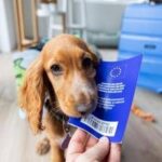 Viaggiare con cane e gatto in Europa, scattano nuove regole: documenti obbligatori e cosa cambia
