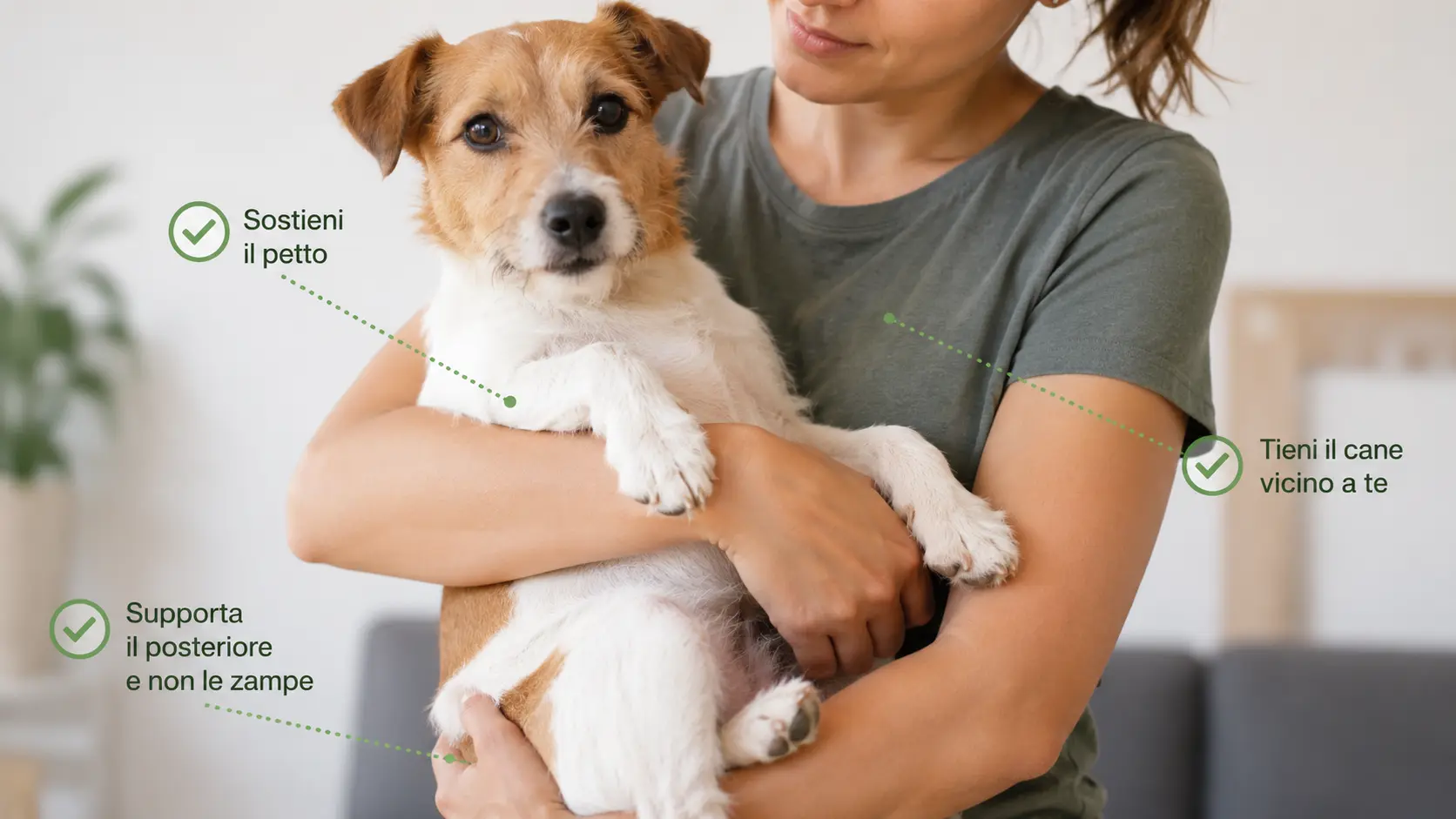 Tecnica corretta per prendere in braccio un cane sostenendo petto e posteriore prendere in braccio un cane