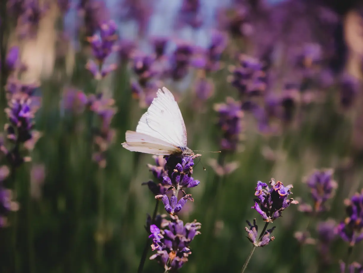 Lavanda per api e farfalle con un'ape in primo piano su un fiore tubolare viola Lavanda per api e farfalle