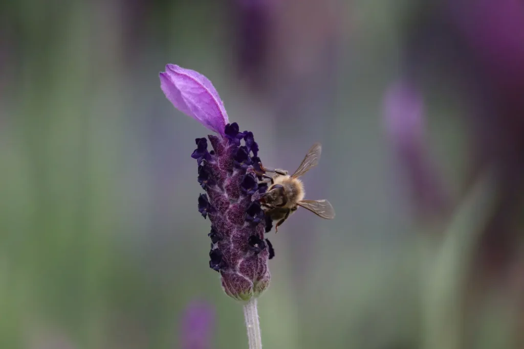 Lavanda e api